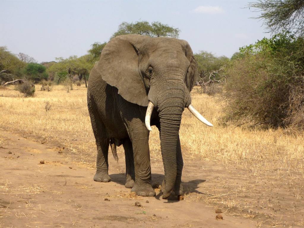 I migliori parchi per un safari in Tanzania